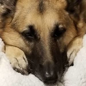 Meet your Posher, Denise